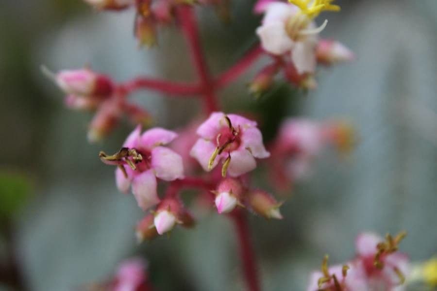 Aciotis purpurascens 2