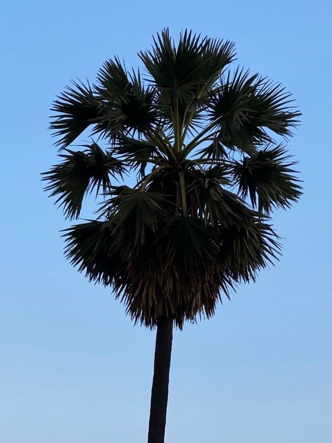 Palma cukrowa 15