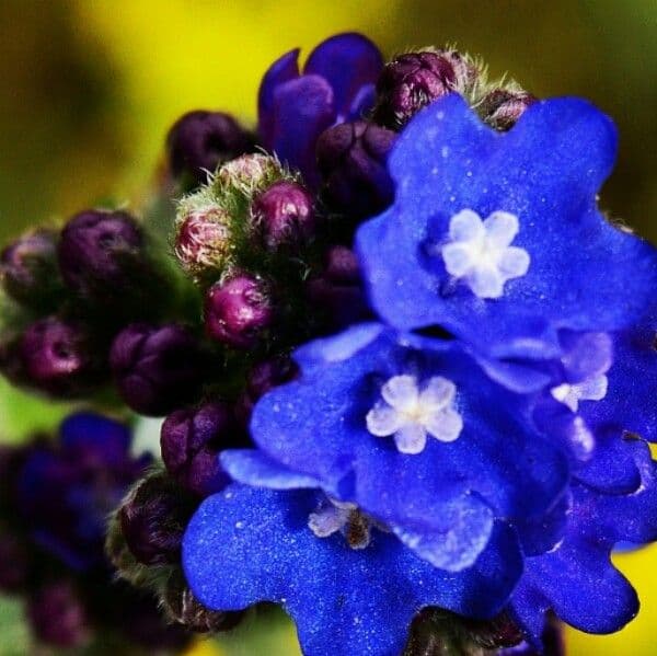 Lingua di bue officinale 9