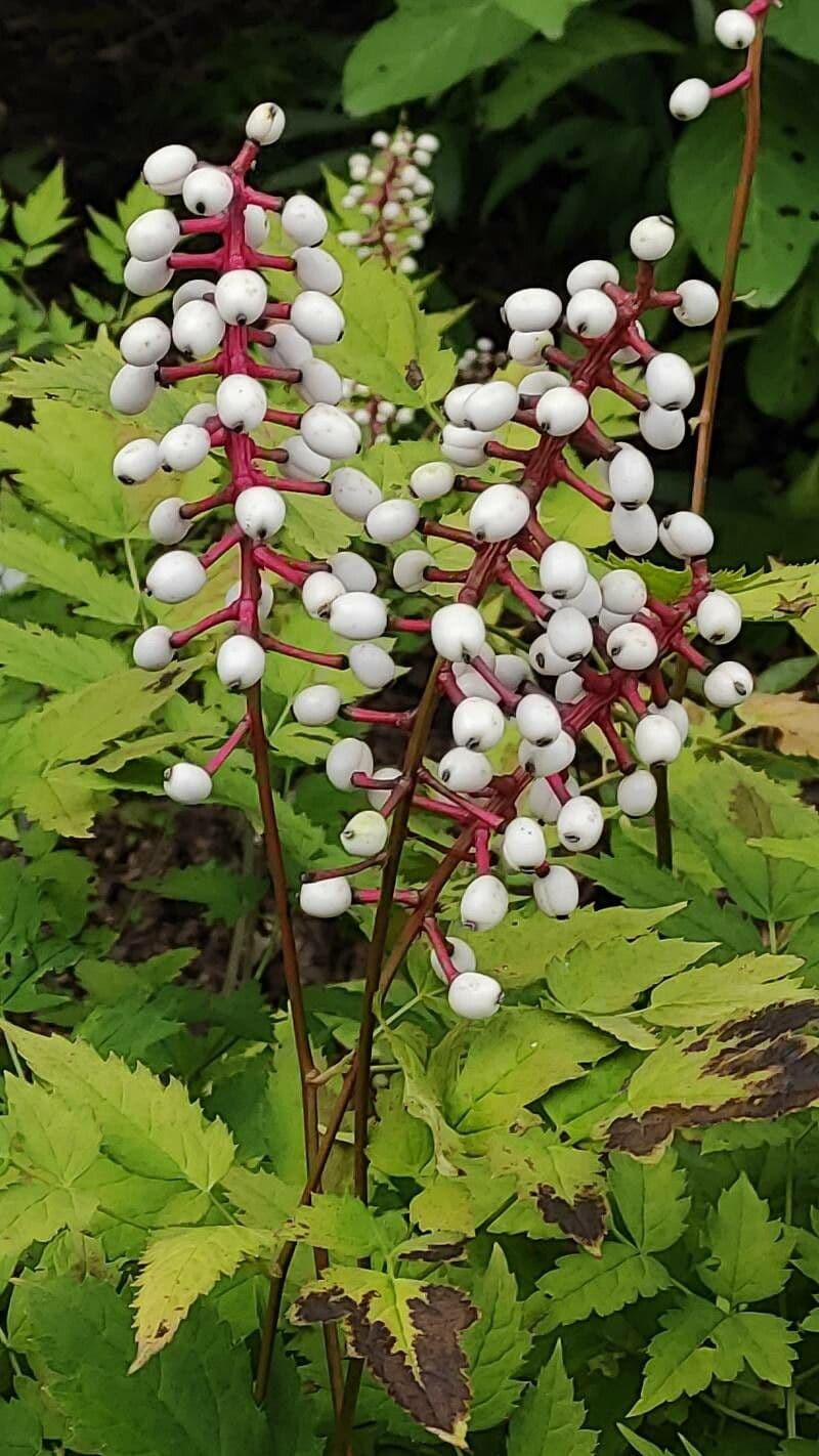 Astilbe rossa 2
