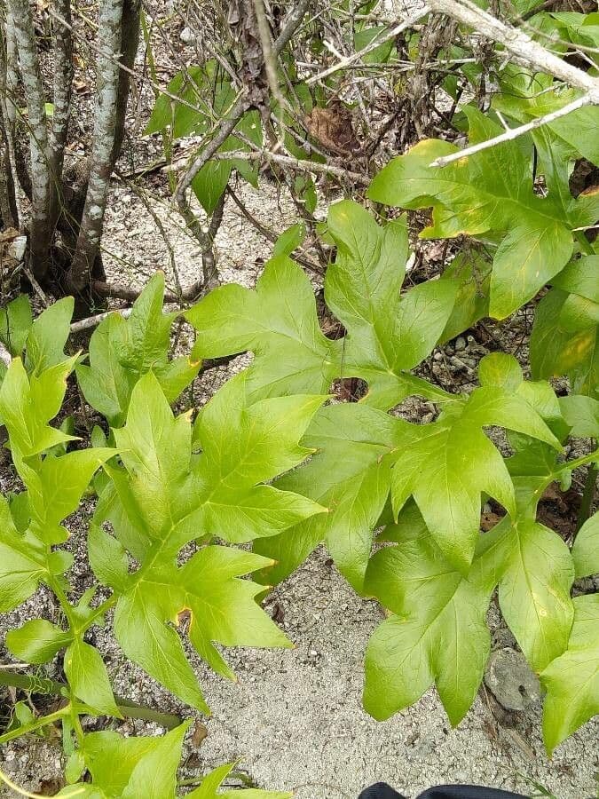 Východoindický arrowroot 16