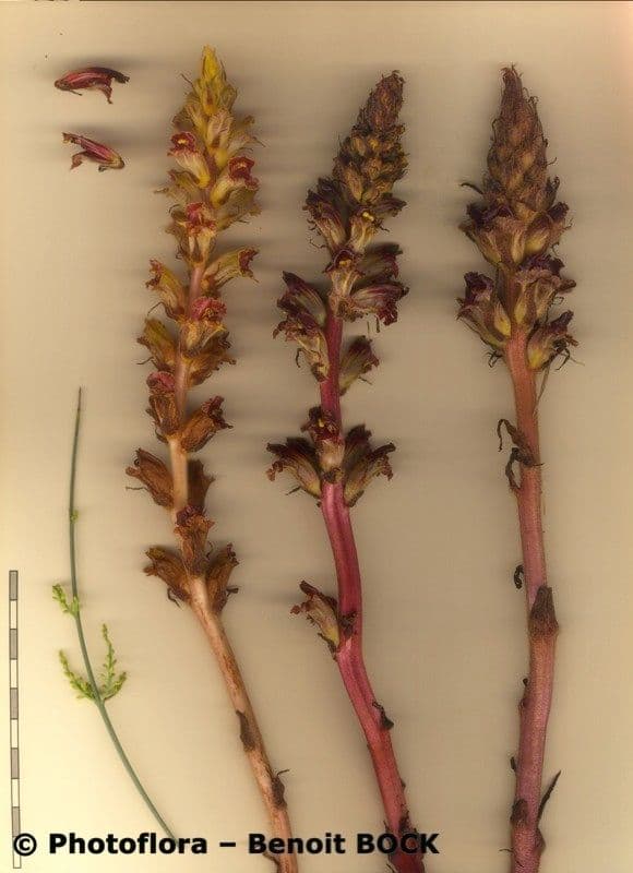 Succiamele gracile 27