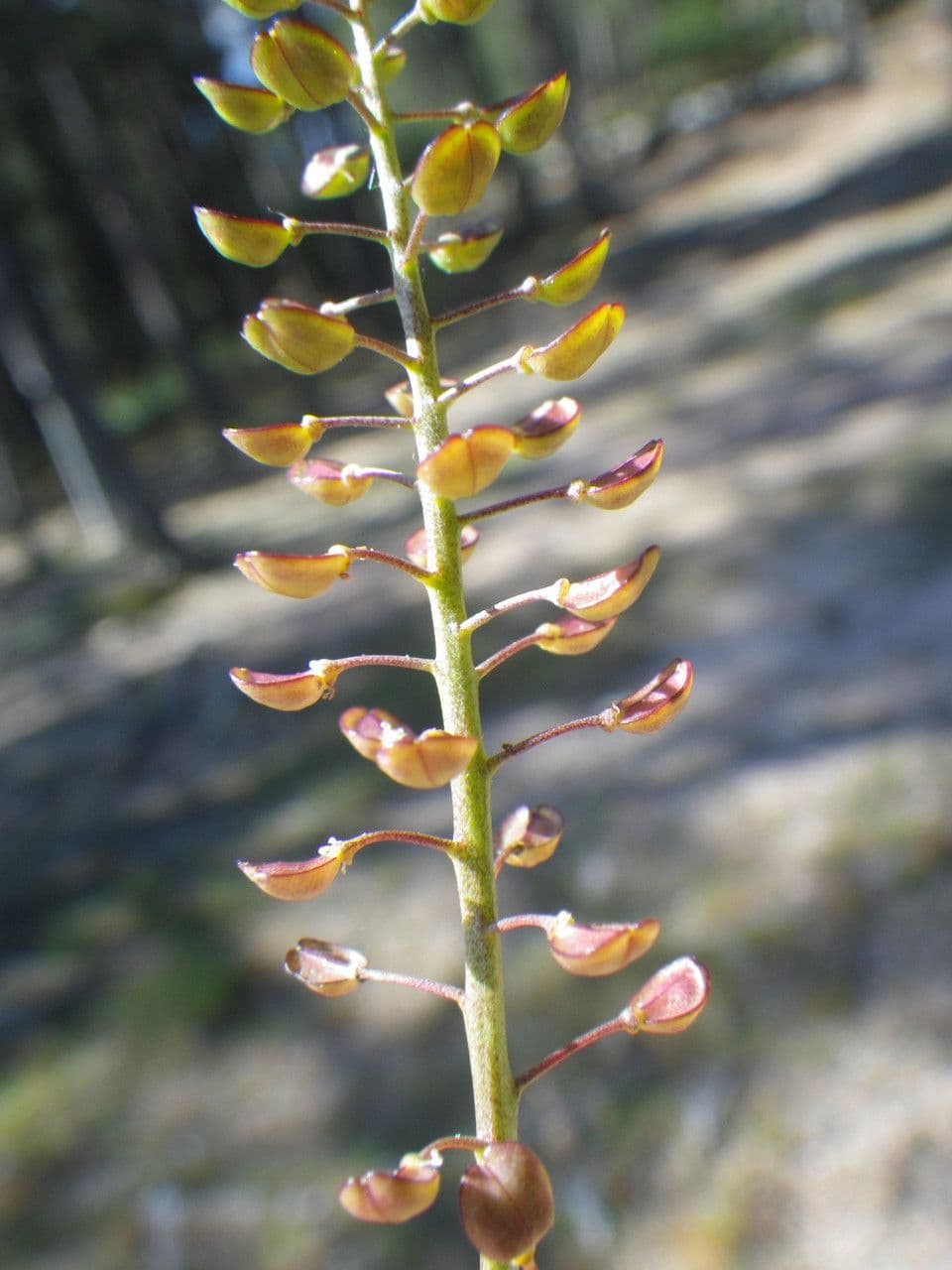 Teesdalia coronopifolia