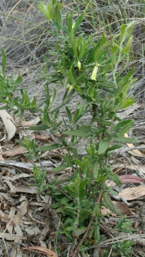 Billardiera scandens 4