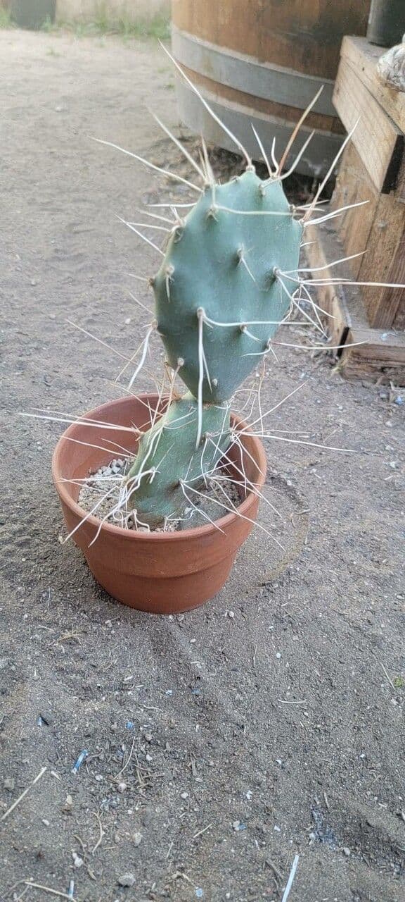 Prickly Pear 16
