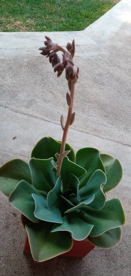 Echeveria 5