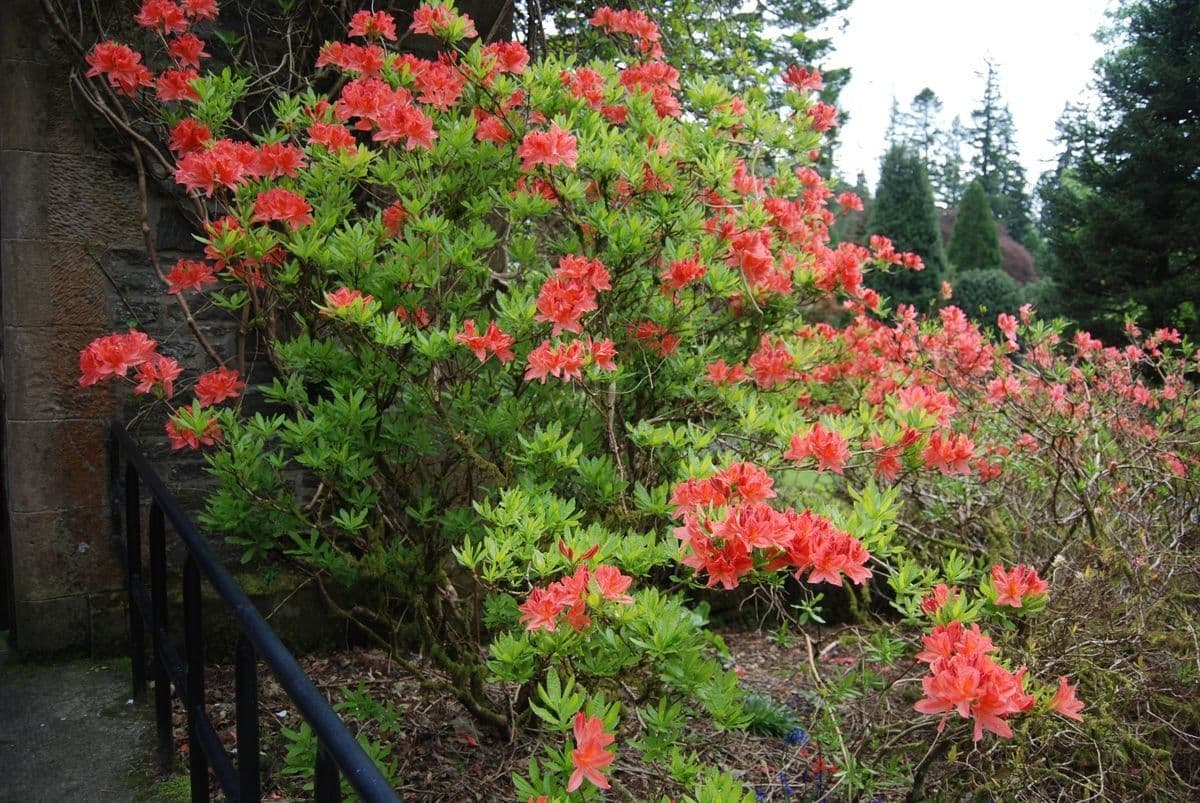 Azalea cinese 8