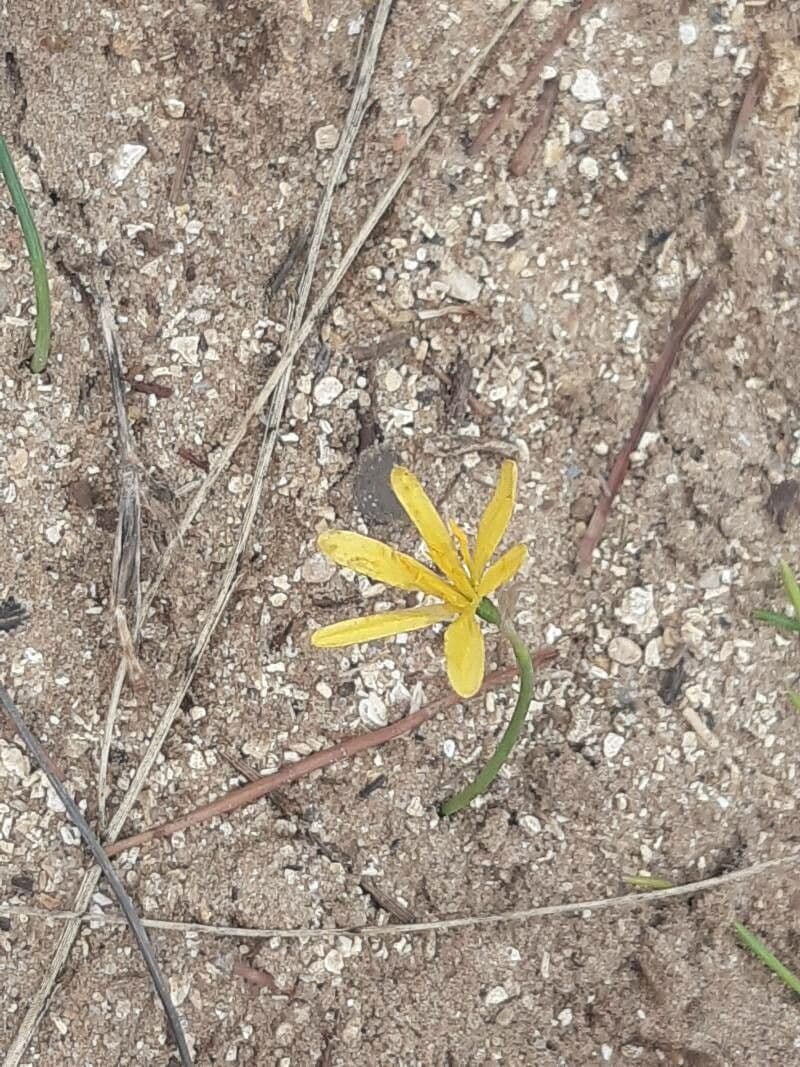 Narciso 5