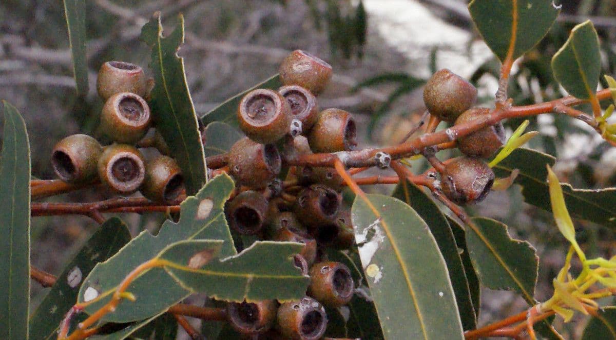 Cork mallee