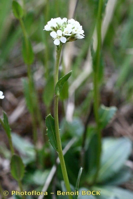 Arabis ciliata 25