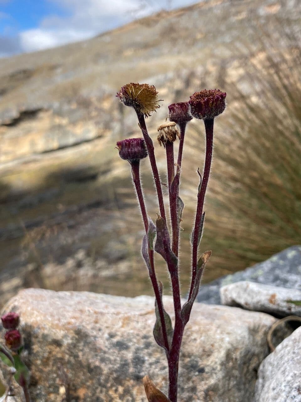 Erigeron 5