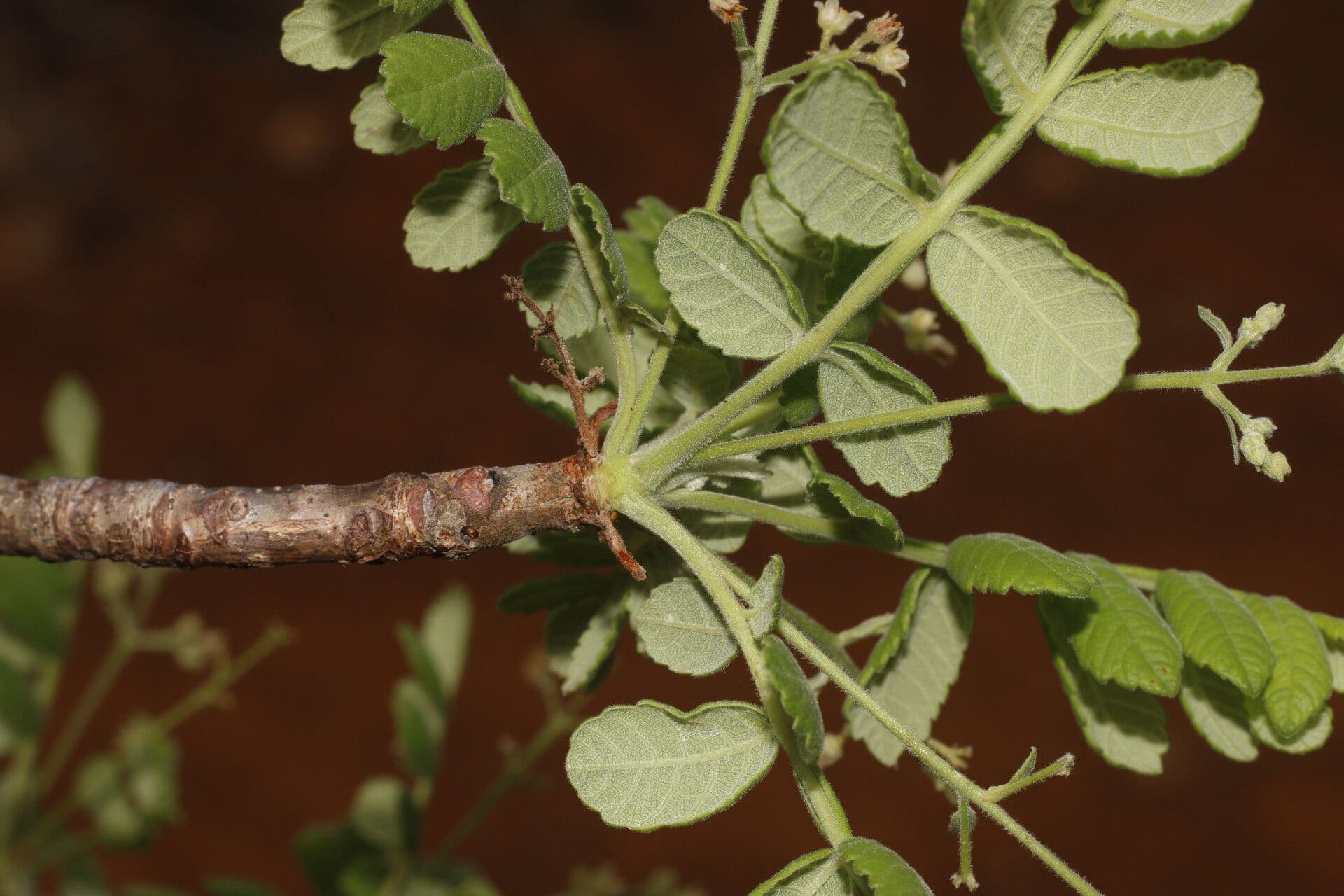 Bursera tomentosa 10