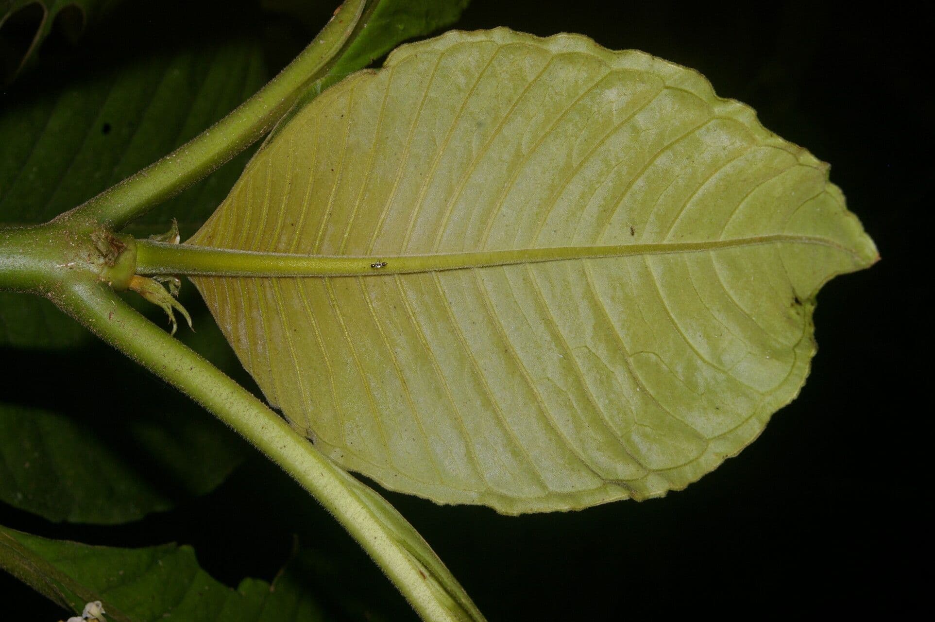 Notopleura 8