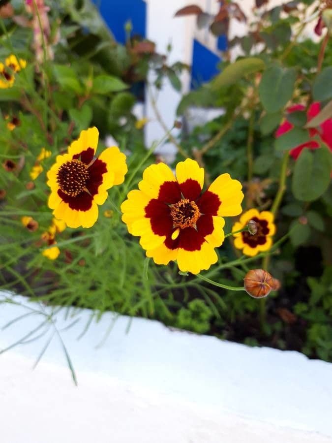 Färber-Mädchenauge 7