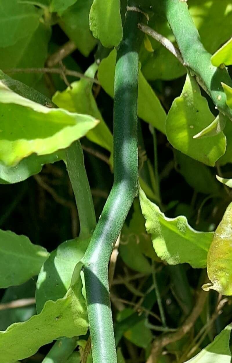 Ziegenbart 21