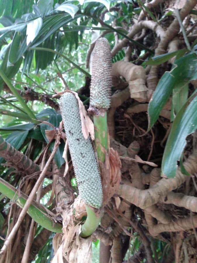Rhaphidophora 3