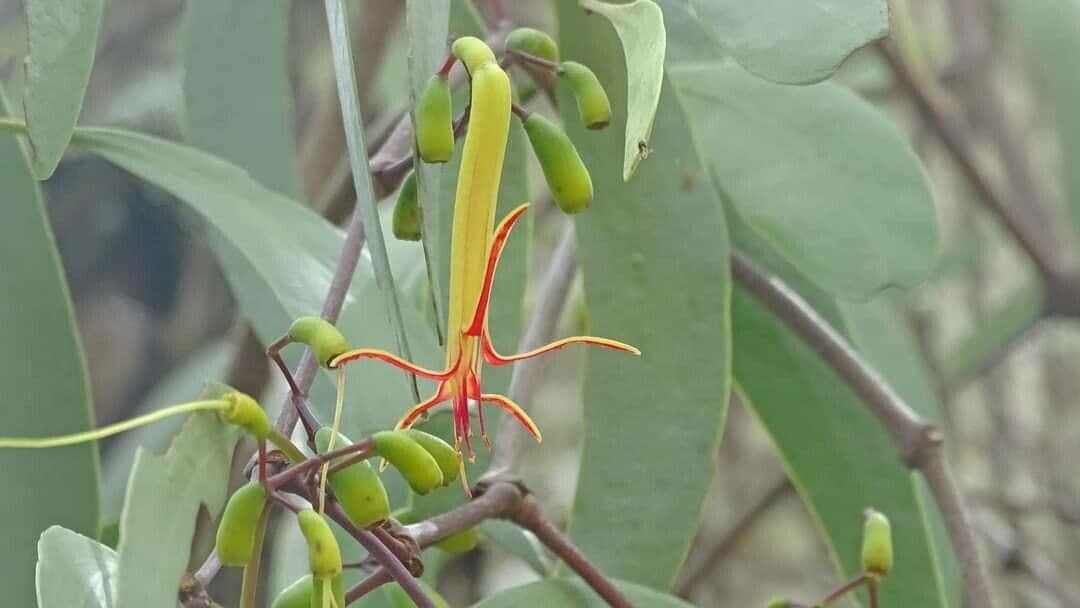 Dendrophthoe 5