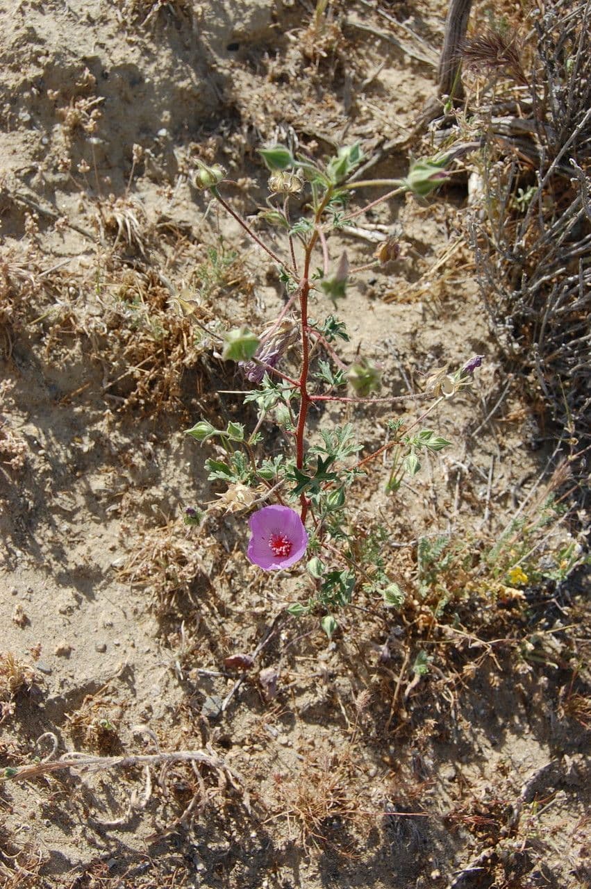 Malva di Parry 11