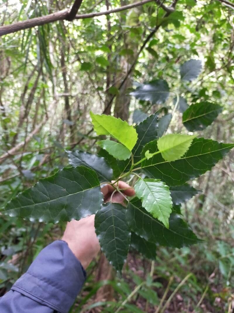 Faujasiopsis 6