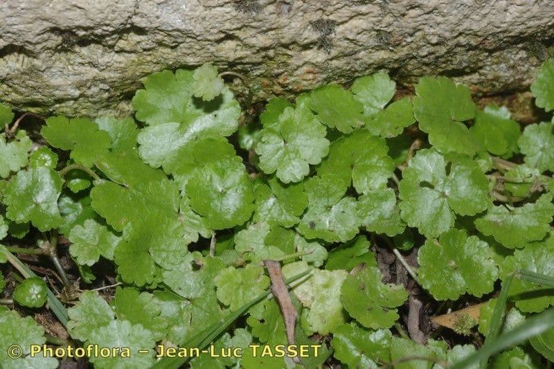Hydrocotyle sibthorpioides 24