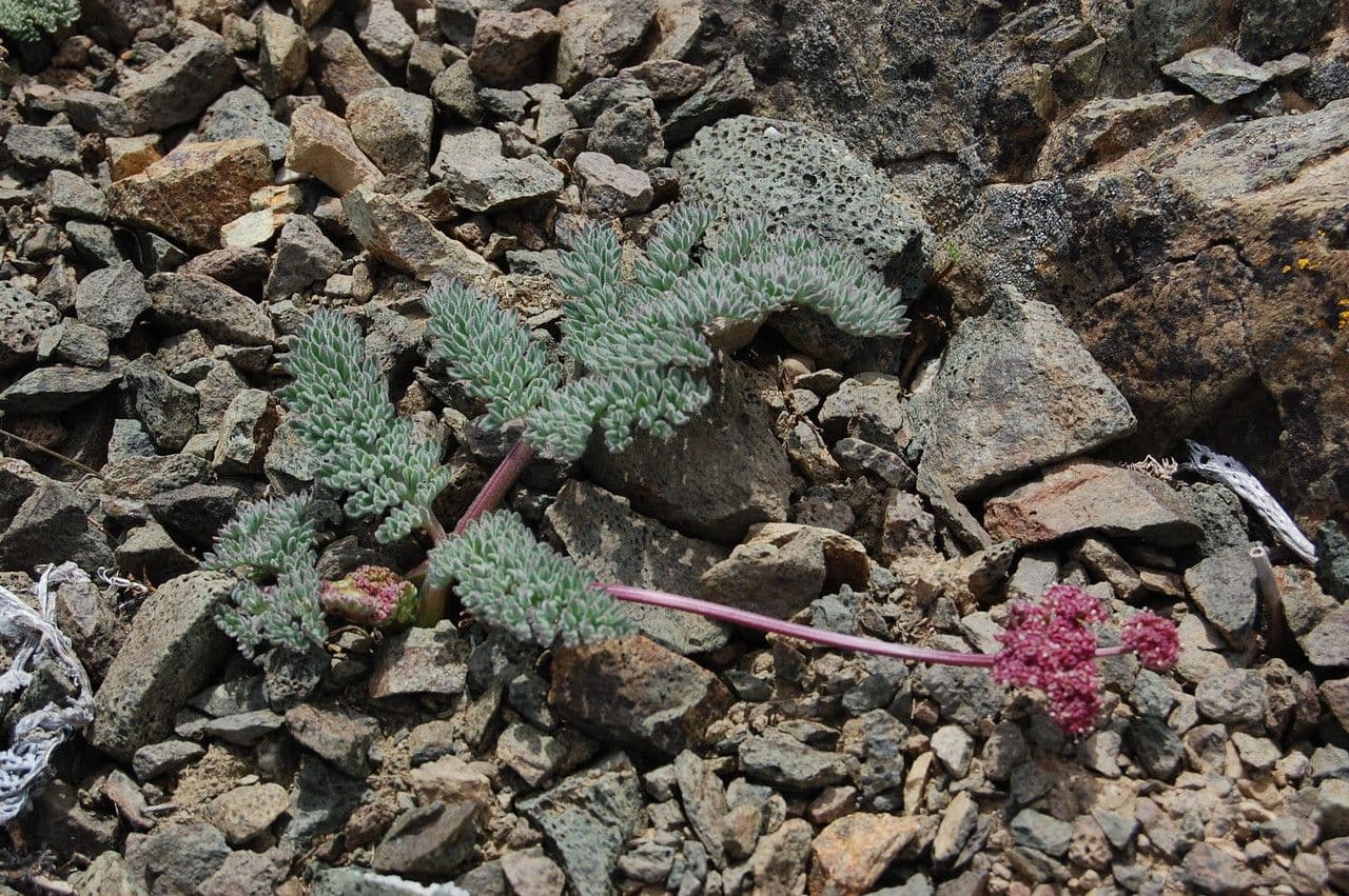 Lomatium