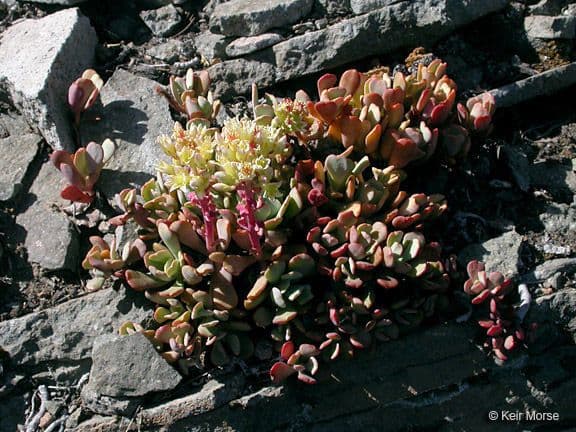 Sedum dell'Oregon 6