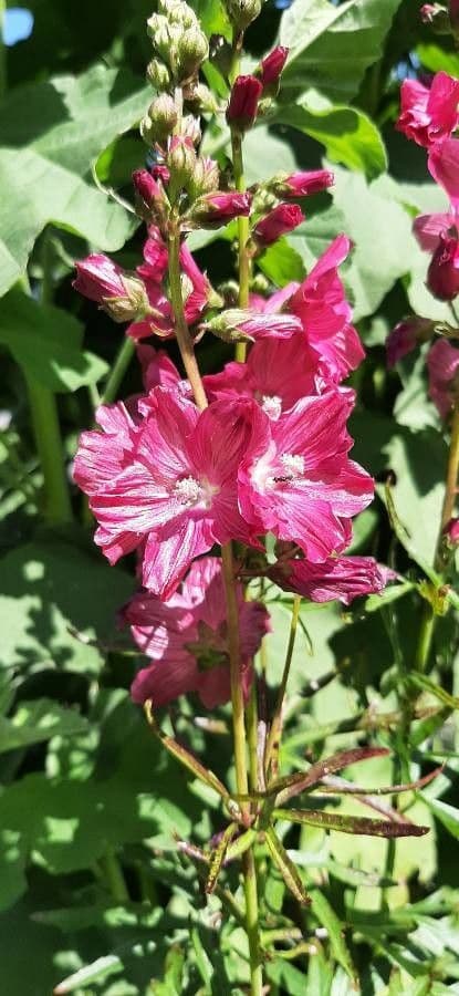 Sidalcea
