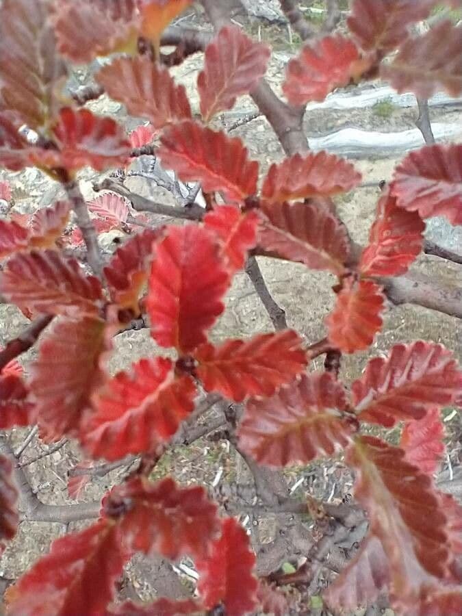Nothofagus 12