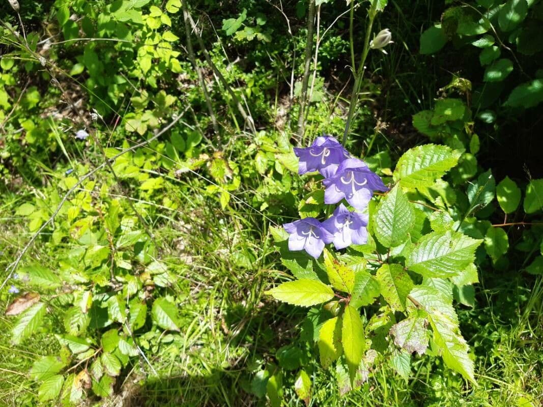 Campanula romboidale 8