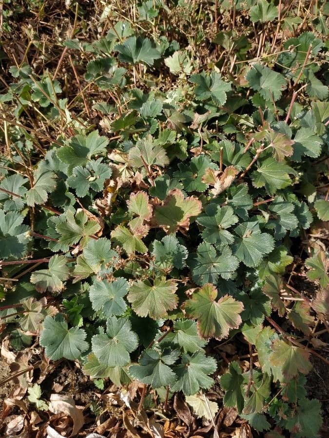 Alchemilla comune 7