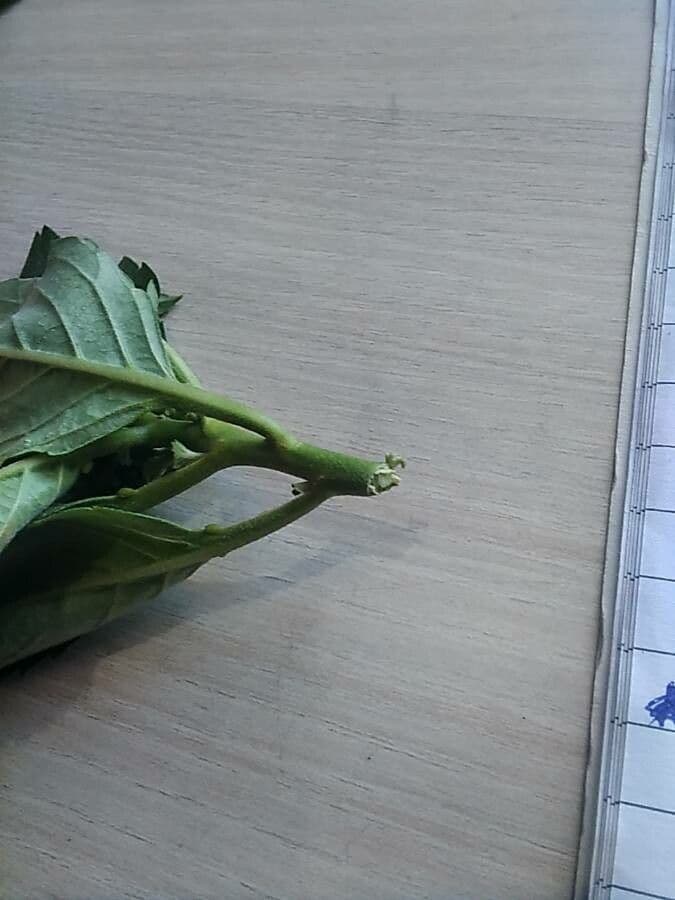 Turnère à feuilles d'orme 24