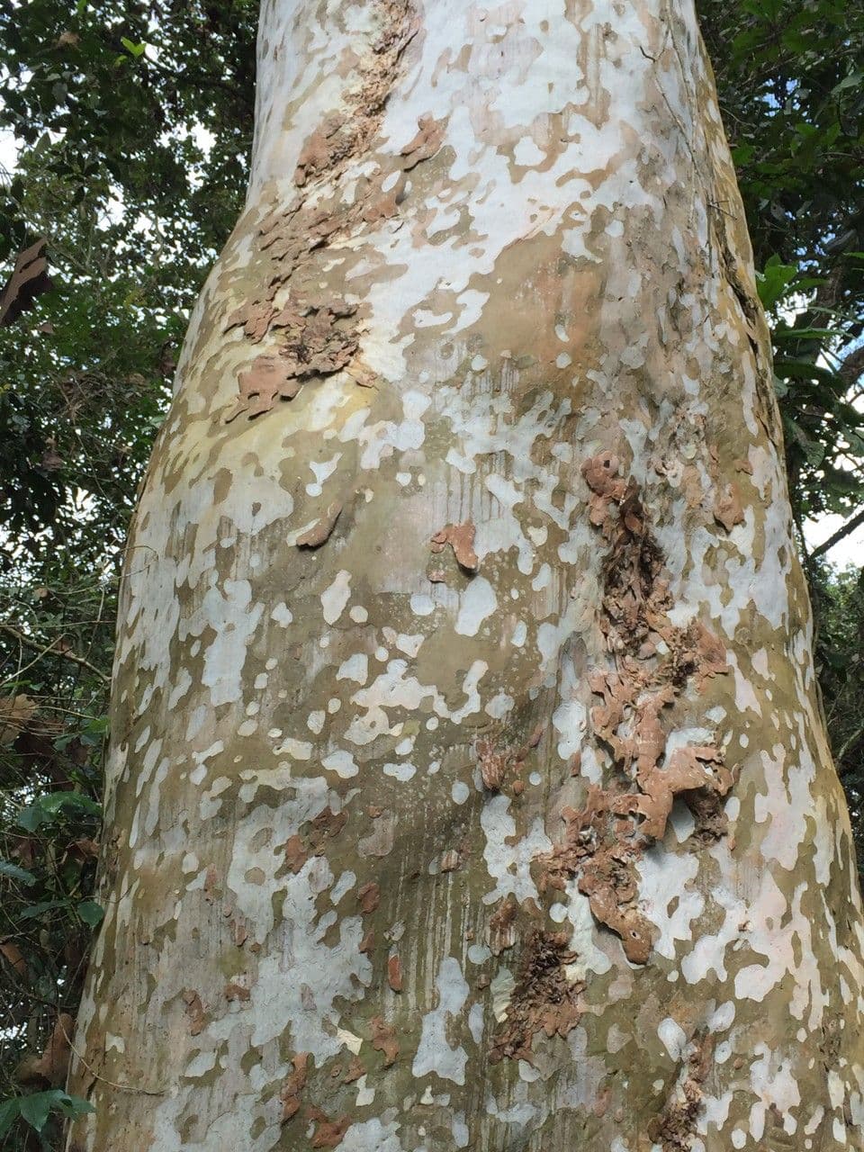 JavorMexiko 13