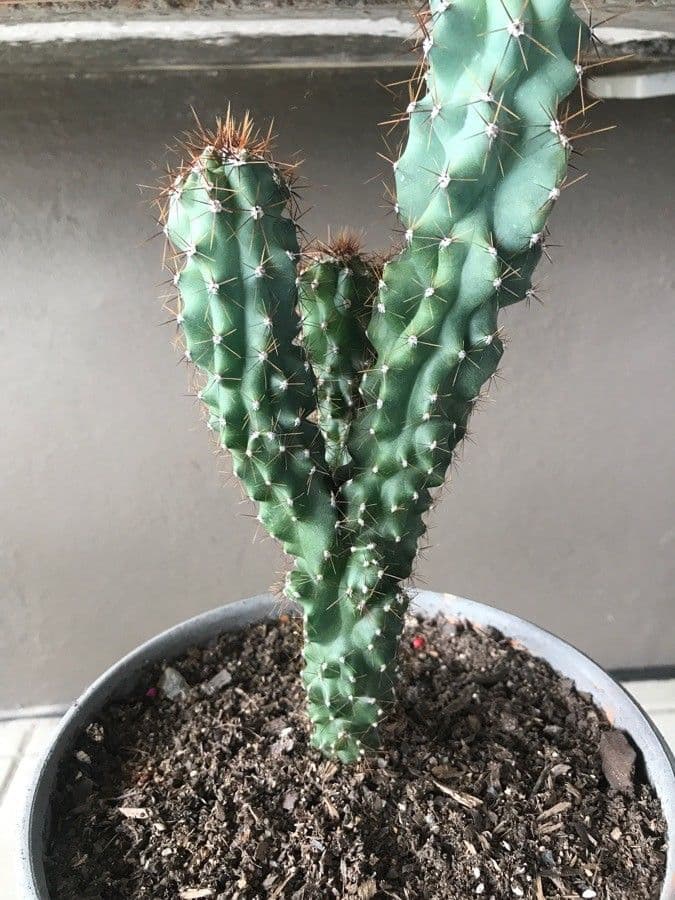 Cactus mela del Perù