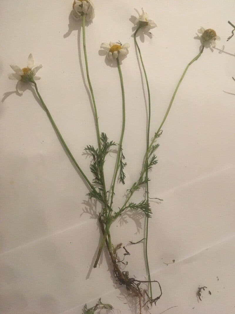 Camomilla romana 21