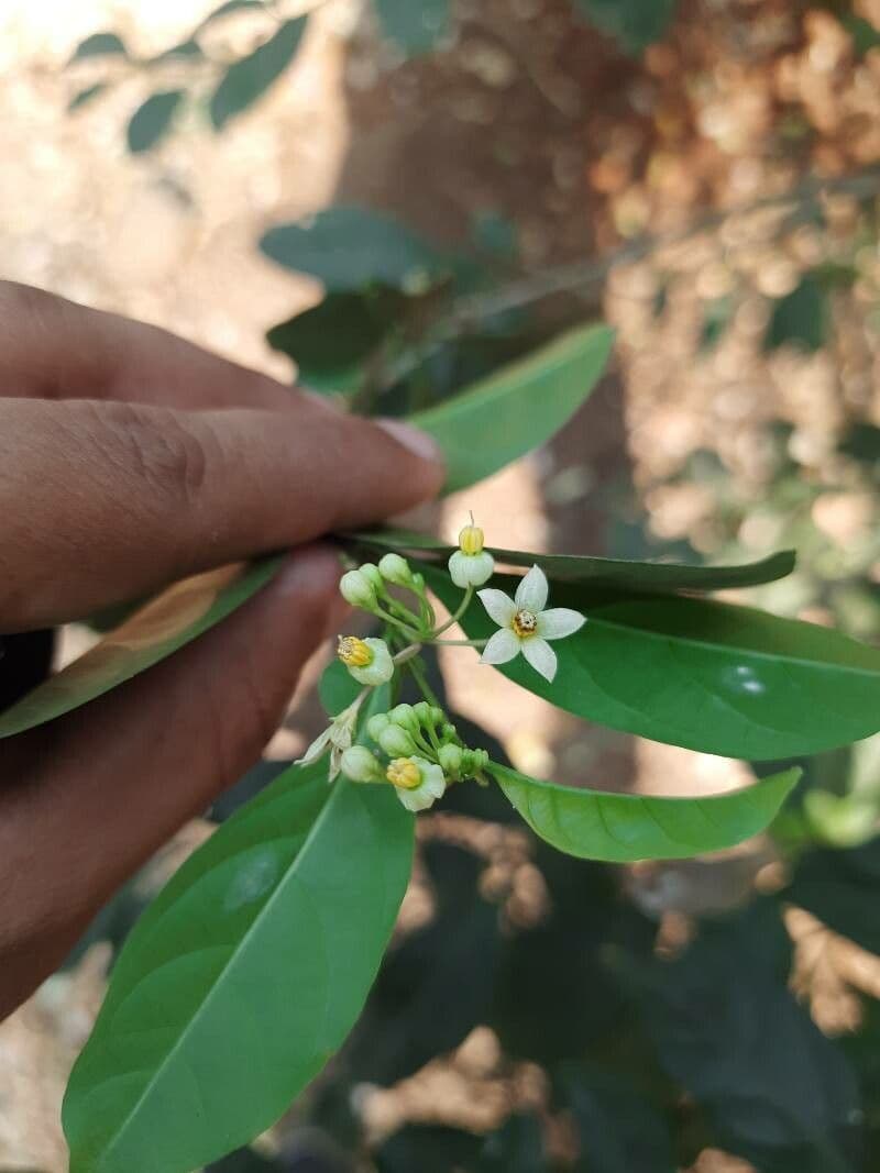 Solano de dos hojas 7