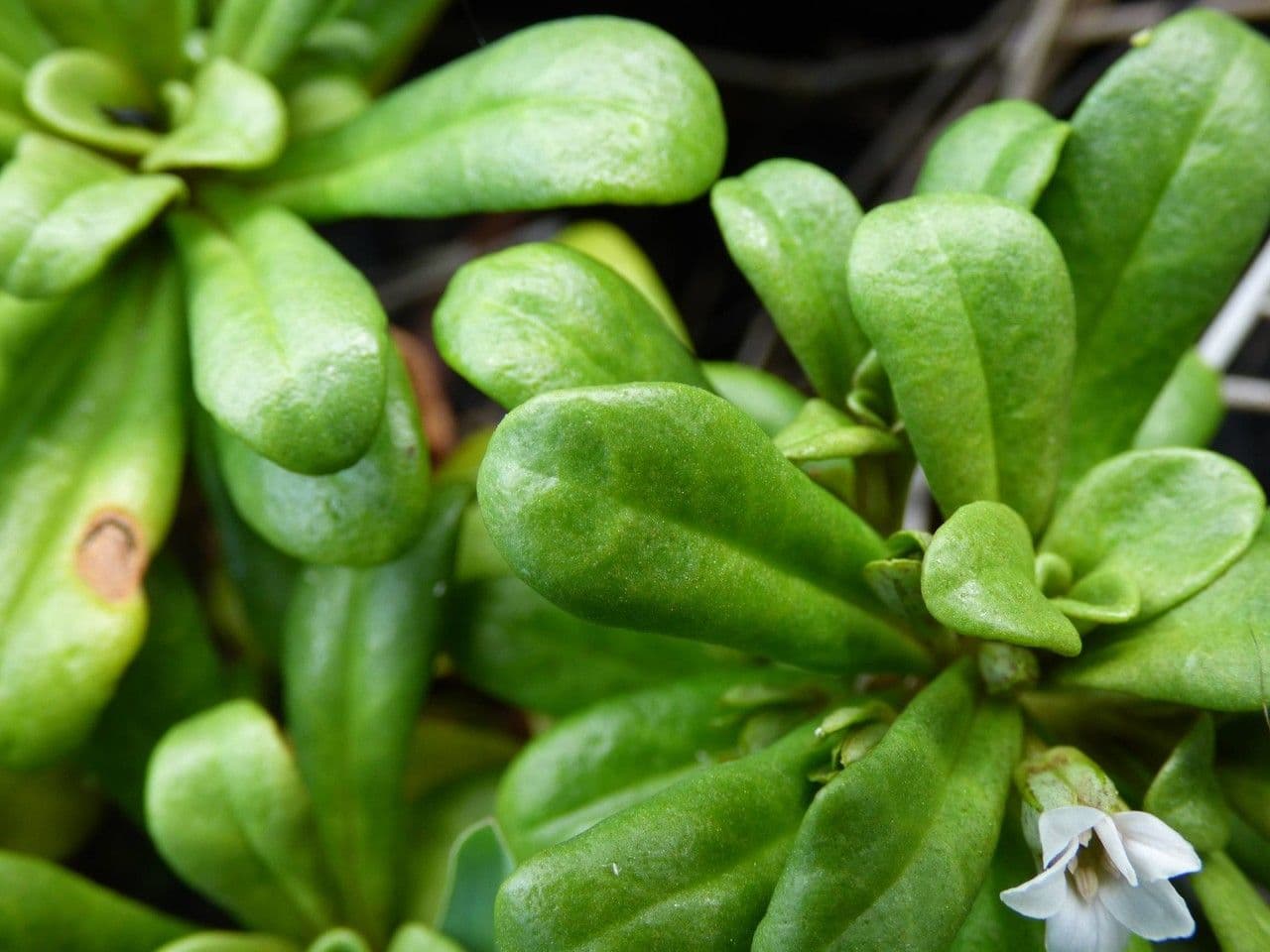 Lysimachia mauritiana 16