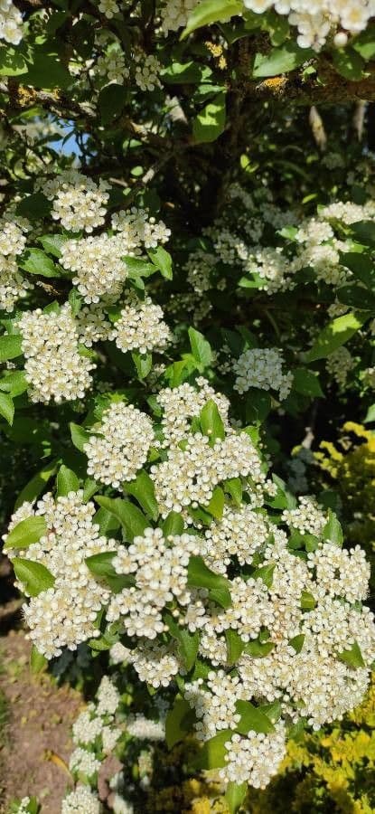 Photinia villosa 9