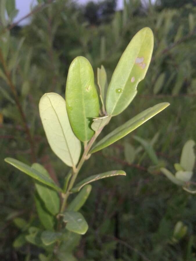 Grewia gialla 5