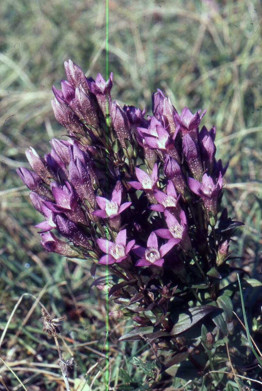 Genziana tedesca 12