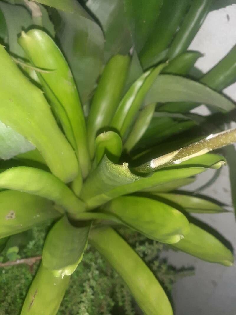 Aechmea 17