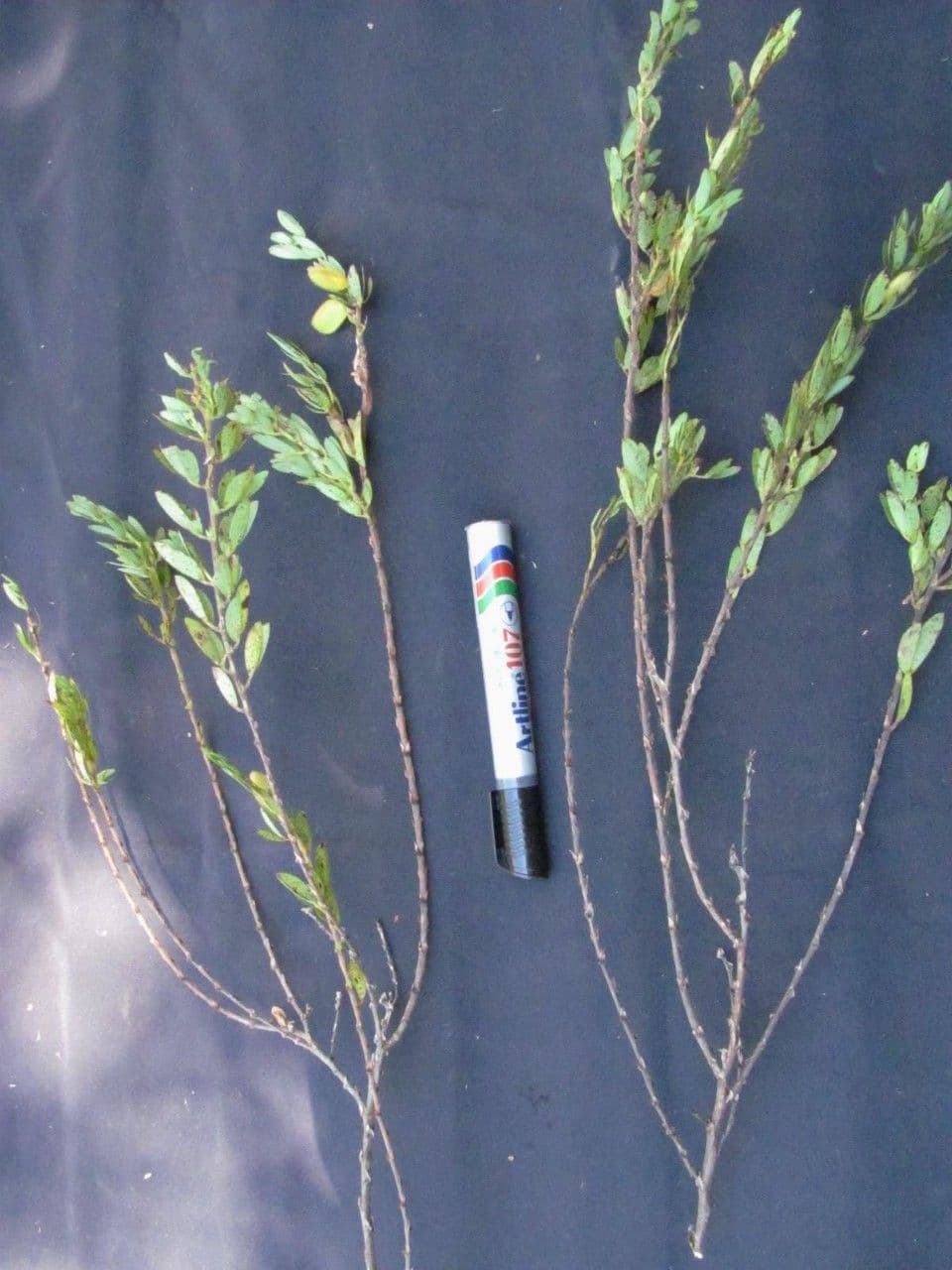 Desvauxs Mimose 13