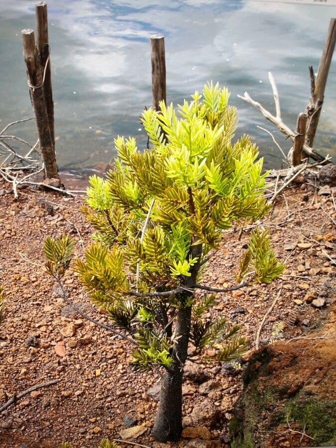 Rospiglios-Podocarpus