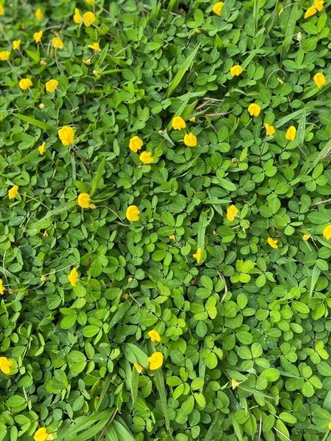 Arachis glabrata