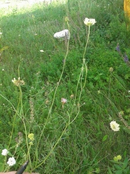 Ockergelber Witwenblumen 25