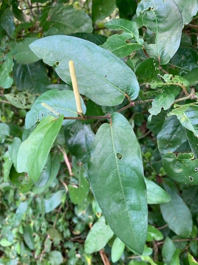 Pimienta tuberculada 16