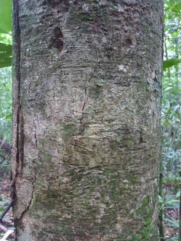 Glänzende Myrcia 22