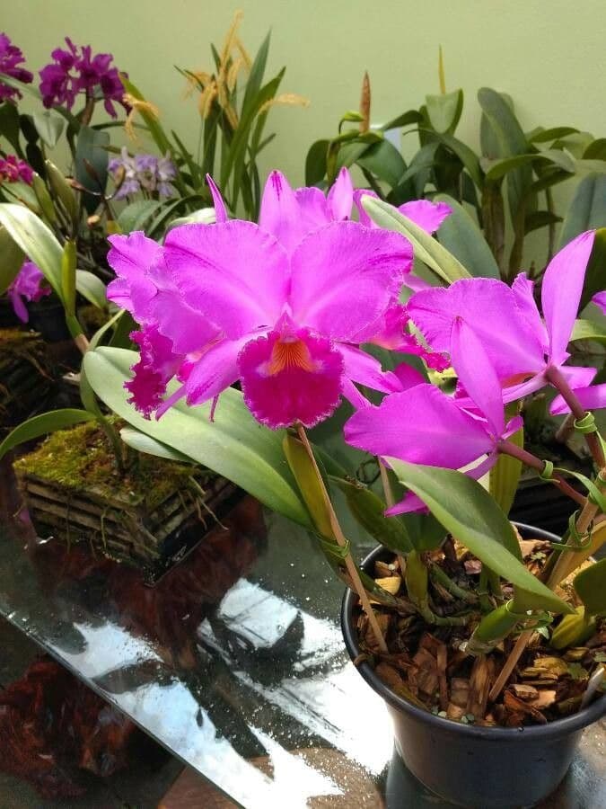 Orchidea