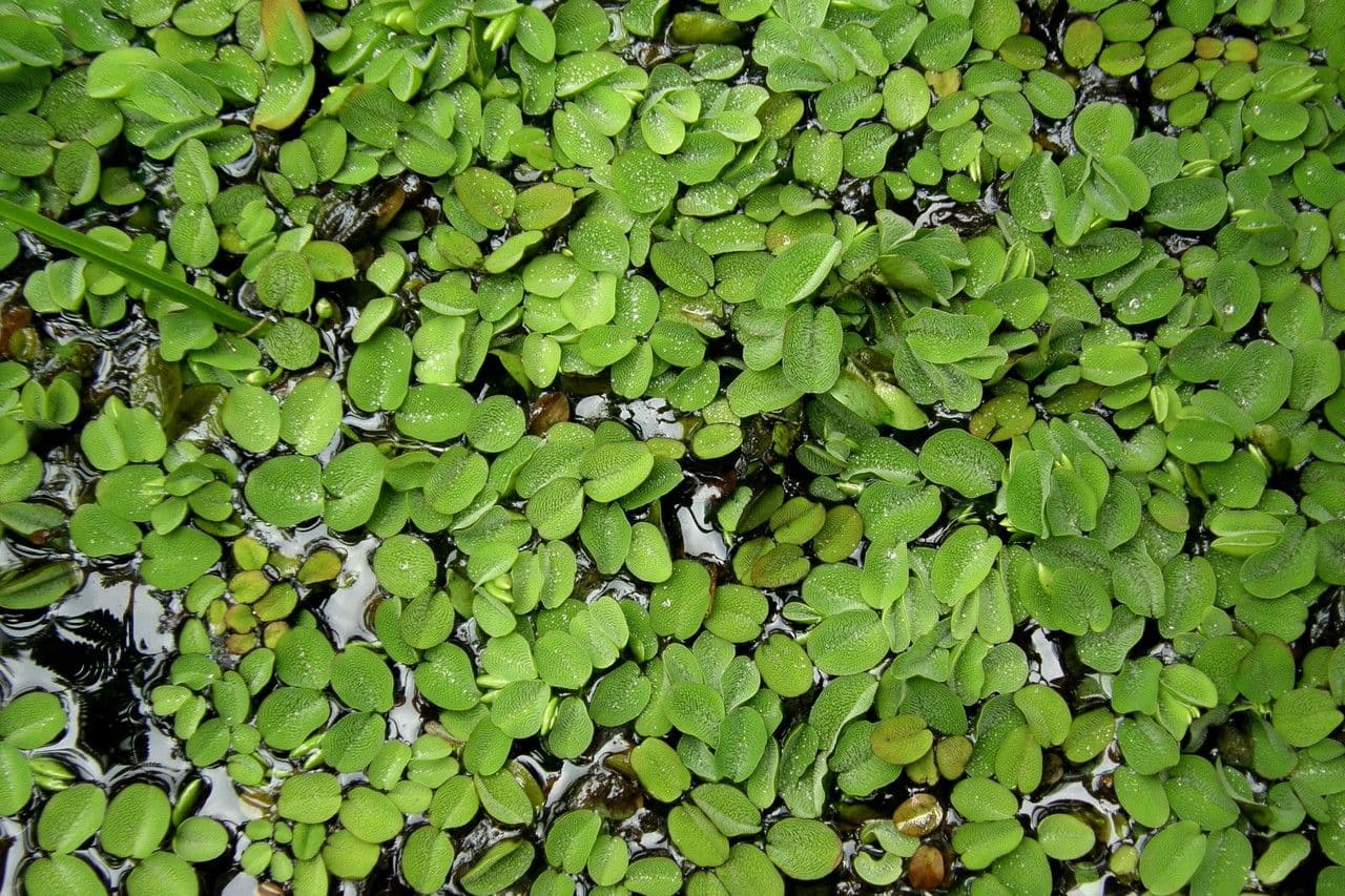 Salvinia 4