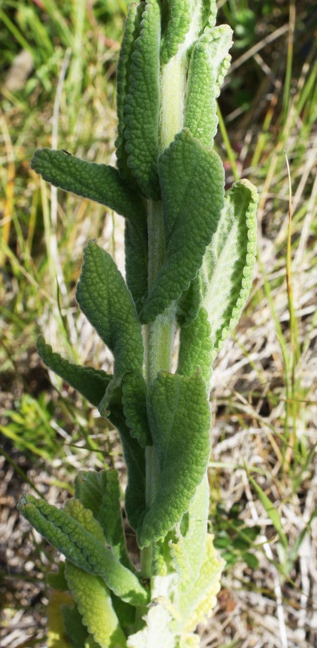 Nepeta tuberosa 14