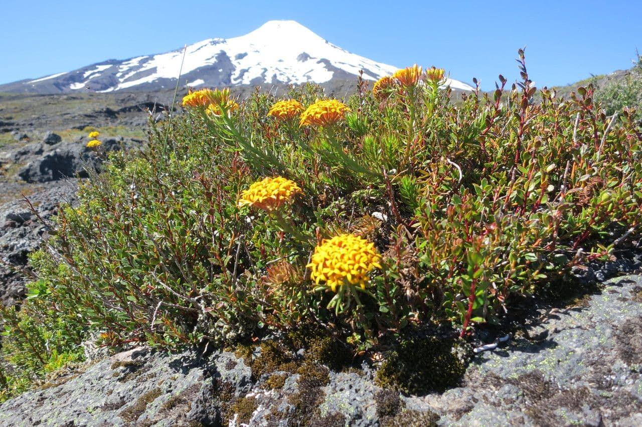 Quinchamalium 9